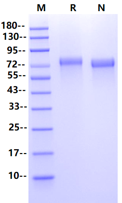 CLEC14A His Tag Protein, Human