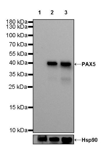 PAX5 Recombinant Rat mAb (S-R200)