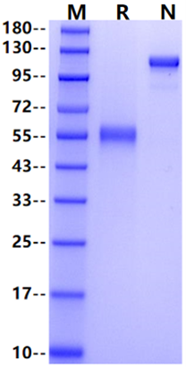 Frizzled-5/FZD5 Fc Chimera Protein, Human