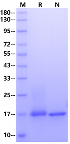 IL-19 Protein, Mouse