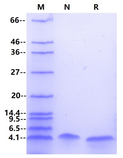 Brain Natriuretic Peptide, Human