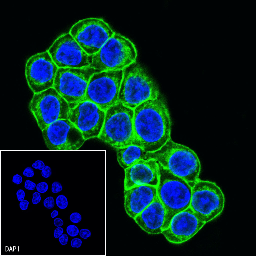EpCAM Recombinant Rabbit mAb (Alexa Fluor® 488 Conjugate) (S-078-13)