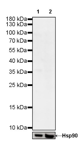 S-RMab®Rabbit mAb IgG Isotype Control (S-R058)