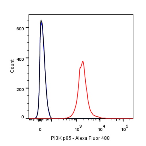 PI3 Kinase p85 Recombinant Rabbit mAb (SDT-R108)