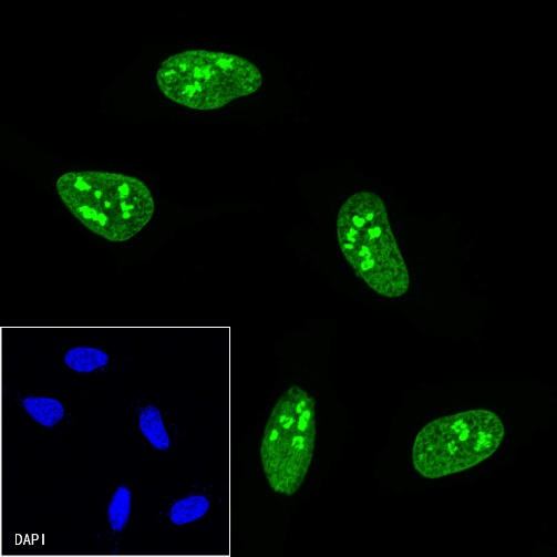 V5 Tag Mouse mAb (FITC Conjugate) (S-610-66)