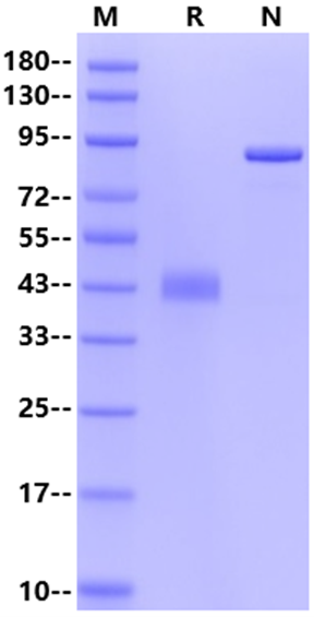 CD7 Ligand/SECTM1 Fc Chimera Protein, Human