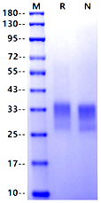 CD7 His Tag Protein, Human