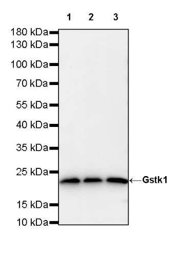 Gstk1 Recombinant Rabbit mAb (S-R341)