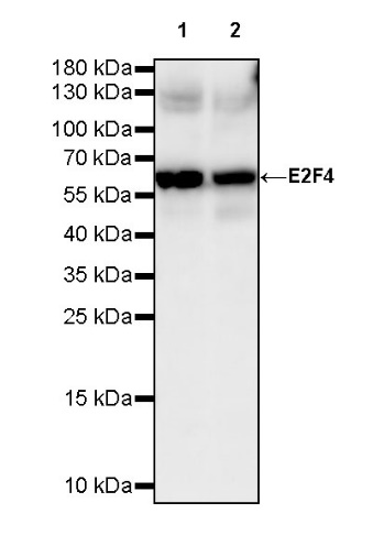 E2F4 Recombinant Rabbit mAb (S-586-214)