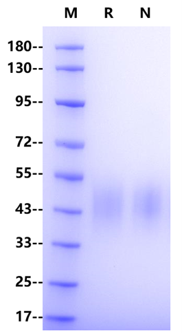 Fc γ RIIIB/CD16b (NA2) His Tag Protein, Human