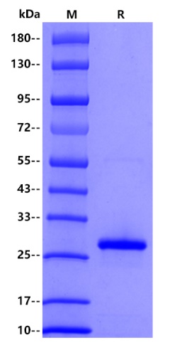Human TMEM119, His tag