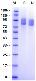 MUC18/CD146 His Tag Protein, Cynomolgus
