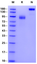 Axl mFc Chimera Protein, Mouse