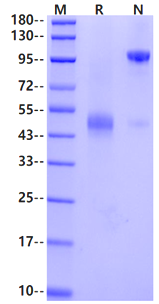 BMPRIA/ALK-3 Fc Chimera Protein, Mouse