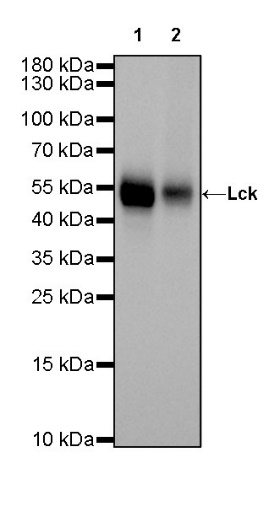 Lck Recombinant Rabbit mAb (SDT-316-15)