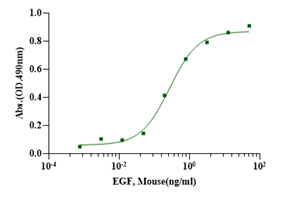 EGF Protein, Mouse