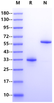 IgG1 Fc His Tag Protein, Human