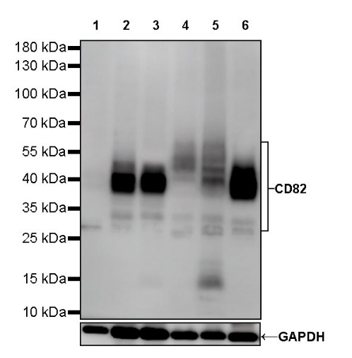 CD82 Recombinant Rabbit mAb (S-673-44)
