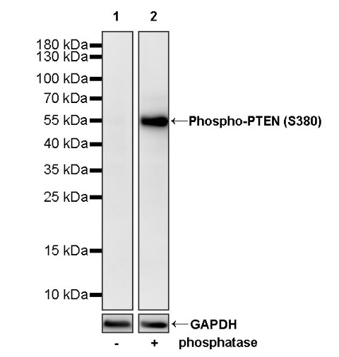 Phospho-PTEN (S380) Recombinant Rabbit mAb (S-1165-163)