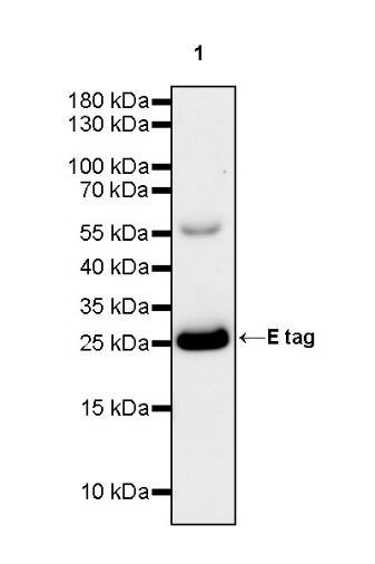 E tag Recombinant Rabbit mAb (S-911-14)