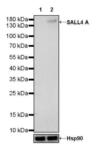 S-RMab®SALL4 Recombinant Rabbit mAb (SDT-R232)