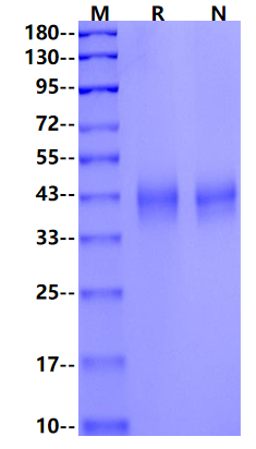 B7-H3/CD276 His Tag Protein, Mouse
