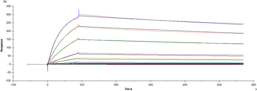 Spike RBD His Tag Protein, SARS-CoV-2  (BA.4 /Omicron)