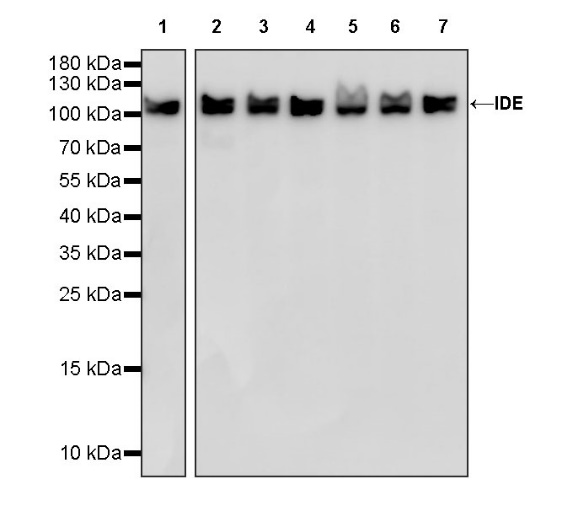 IDE Recombinant Rabbit mAb (S-1051-61)