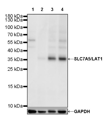 SLC7A5/LAT1 Recombinant Rabbit mAb (S-367-12)