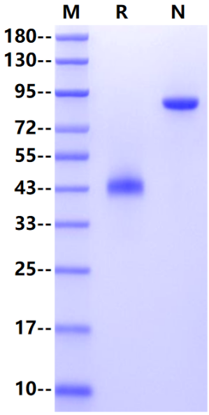 CD3 epsilon Fc Chimera Protein, Human