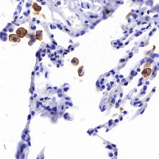 CSF-1R Recombinant Rabbit mAb (S-R219)