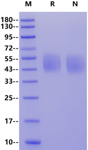 B7-H4 His Tag Protein, Human