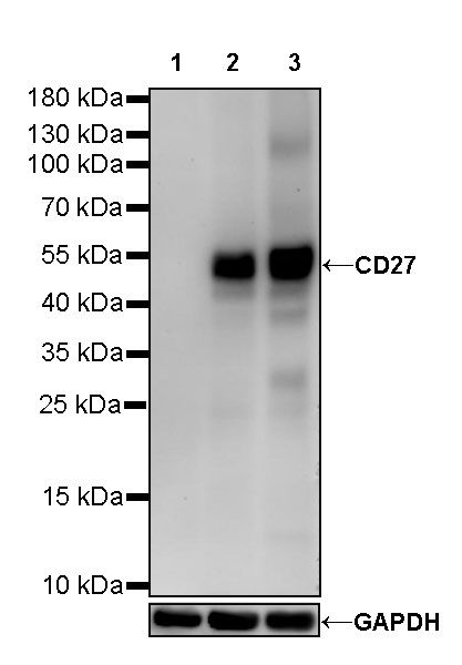 CD27 Mouse mAb (S-568-1)