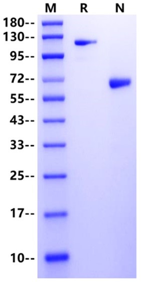GPA33 Fc Chimera Protein, Human
