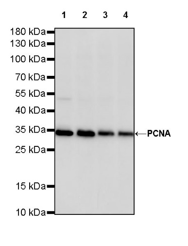 PCNA Recombinant Rabbit mAb (SDT-297-116)