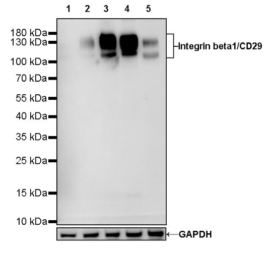 Integrin beta1/CD29 Recombinant Rabbit mAb (SDT-255-52)
