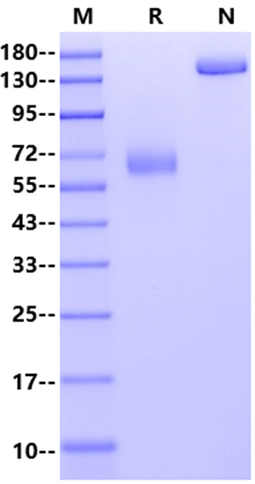IL10RB Fc Chimera Protein, Human