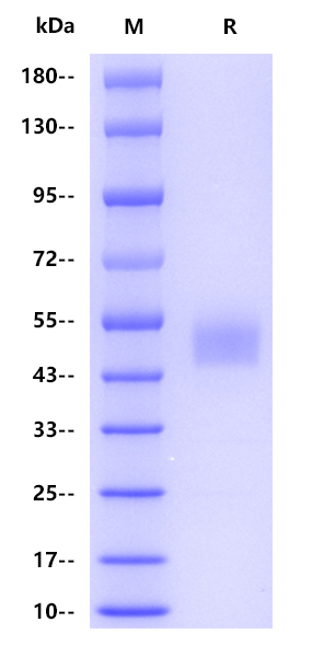 Human CD3 delta, hFc tag  