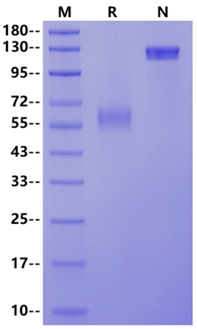 PD-1 Fc Chimera Protein, Cynomolgus