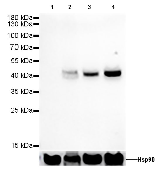 PAX5 Recombinant rabbit mAb (SDT-120-73)