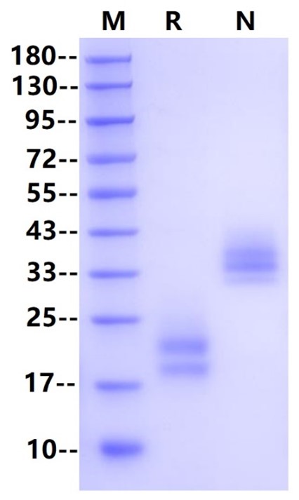 M-CSF Protein, Human