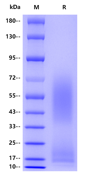 Human CD235a , His tag