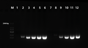 T7 RNA Polymerase