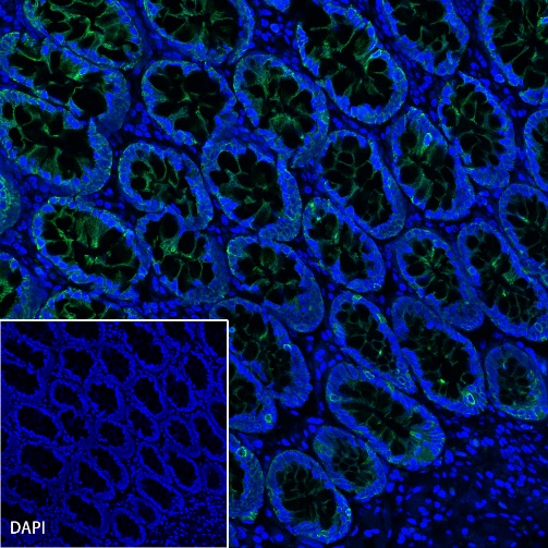 S-RMab® CK-Pan Recombinant Rabbit mAb (Alexa Fluor® 488 Conjugate) (S-P001)