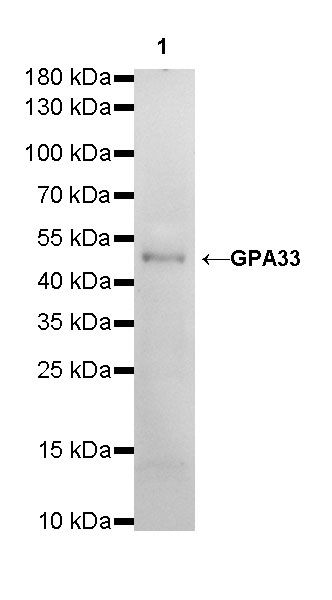 GPA33 Recombinant Rabbit mAb (SDT-248-76)