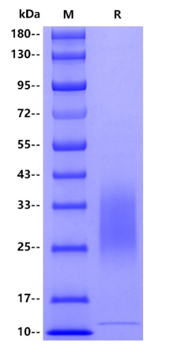 Human IL-13, His tag