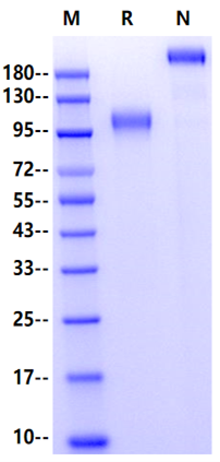 TrkA/NTRK1 Fc Chimera Protein, Mouse