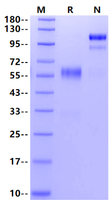 USAG1 Fc Chimera Protein, Human