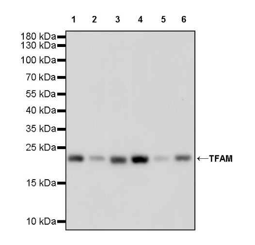 TFAM Recombinant Rabbit mAb (S-1018-53)