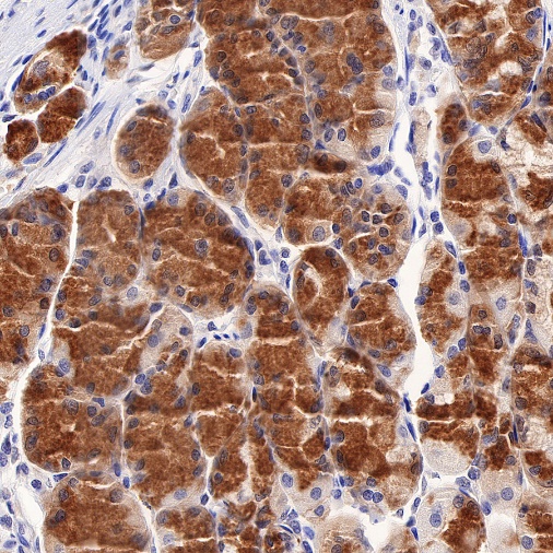 Pepsinogen I Recombinant Rabbit mAb (S-723-104)